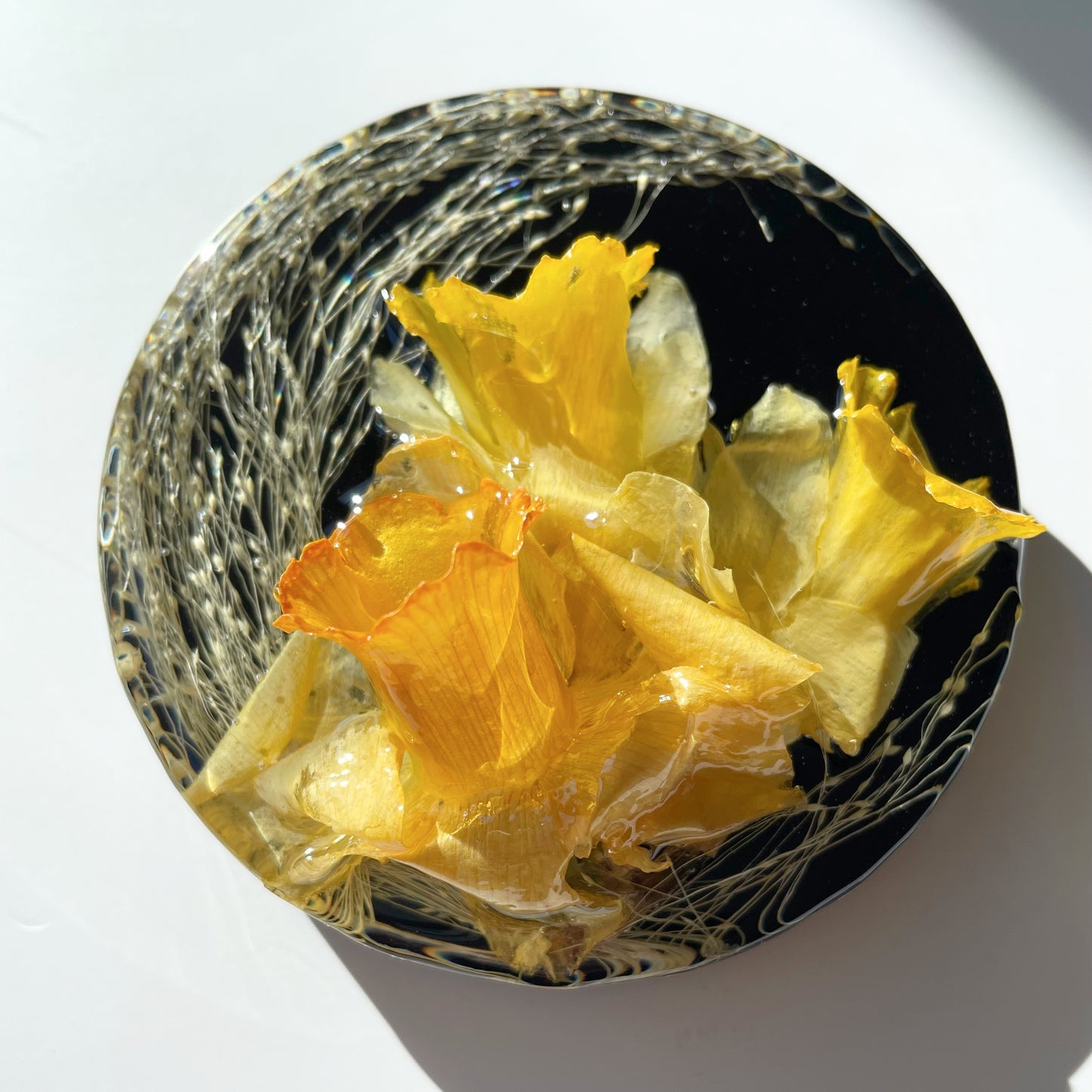 Daffodils, Frosted Explosion, Black