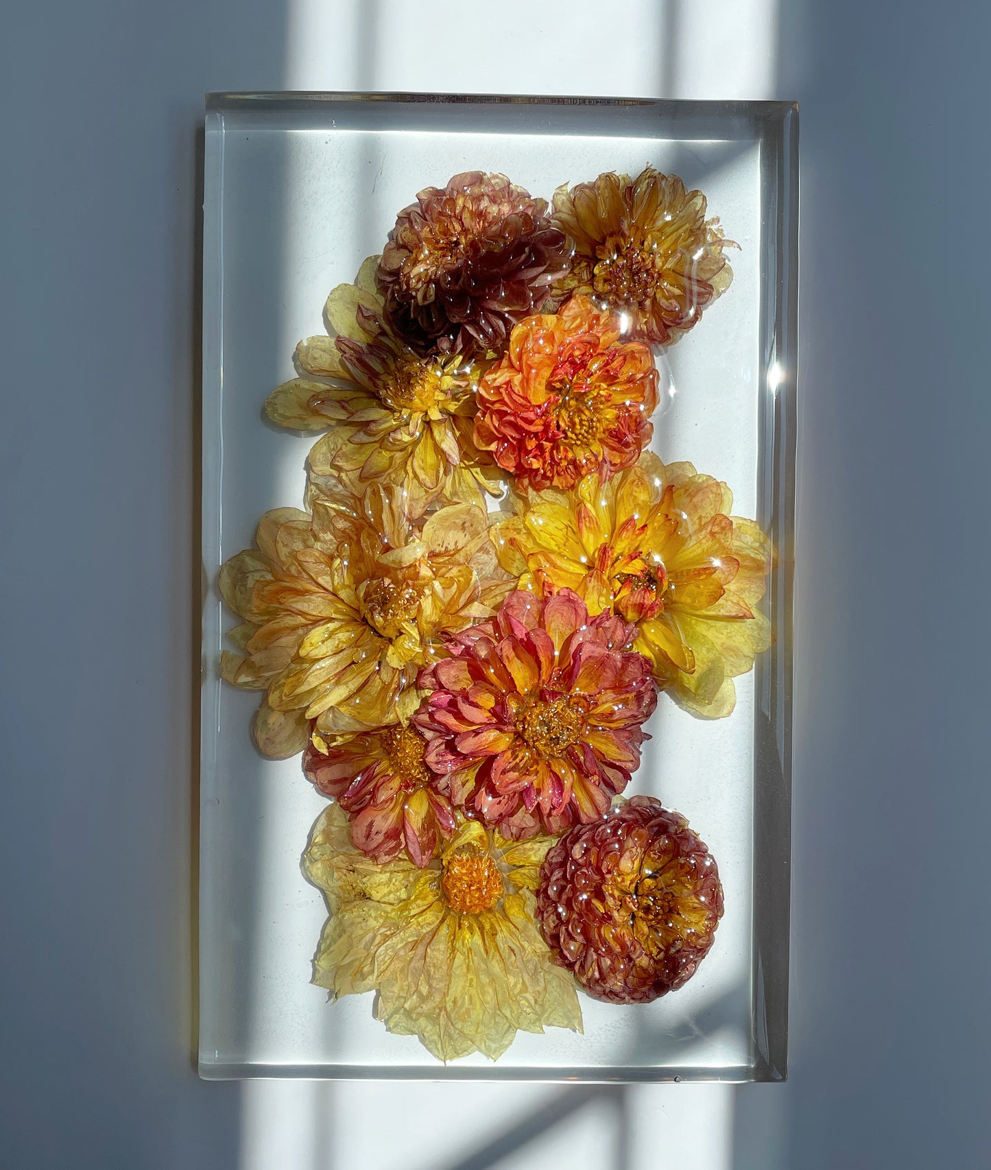 Dahlia Mix, Transparent
