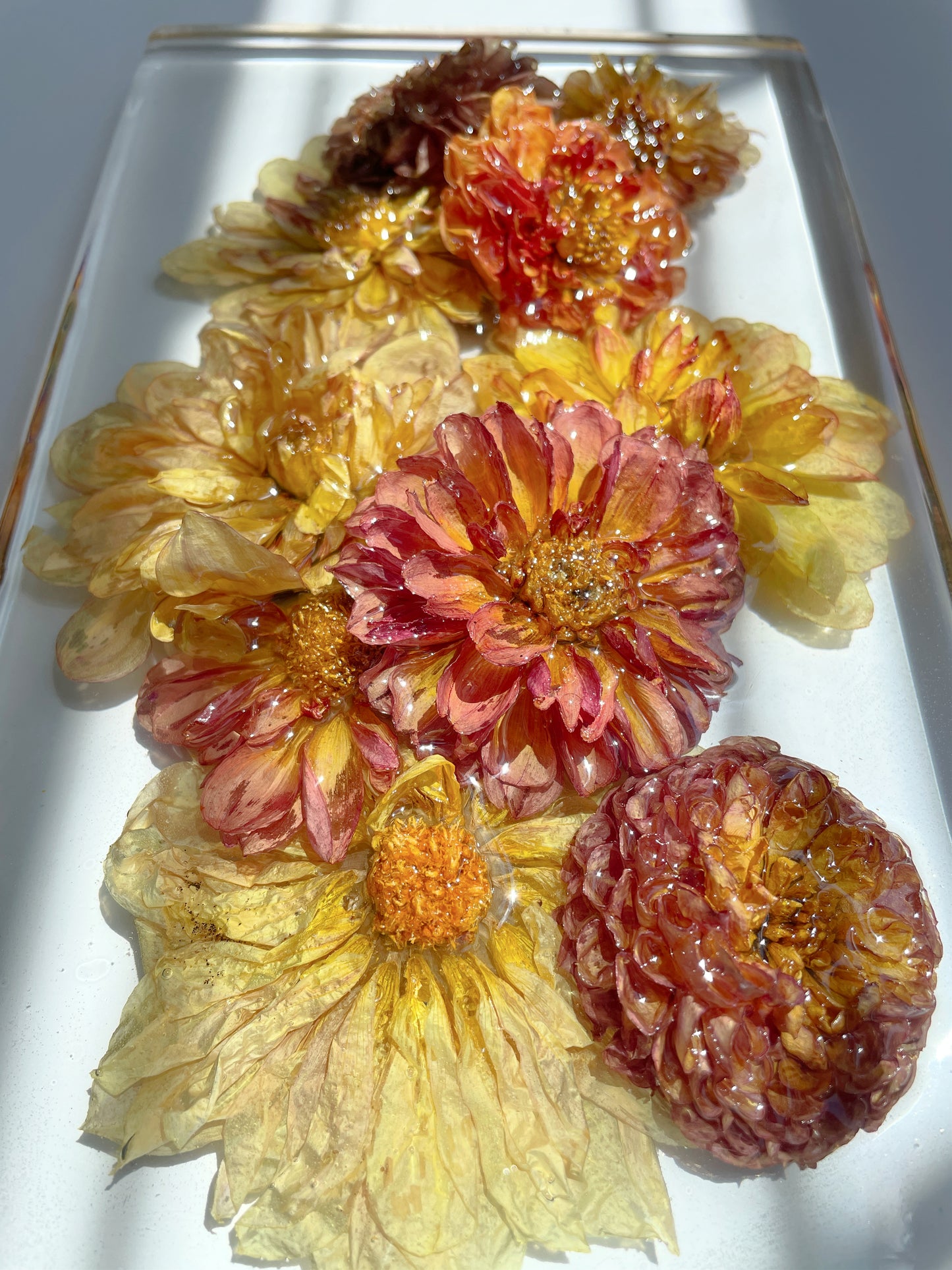 Dahlia Mix, Transparent