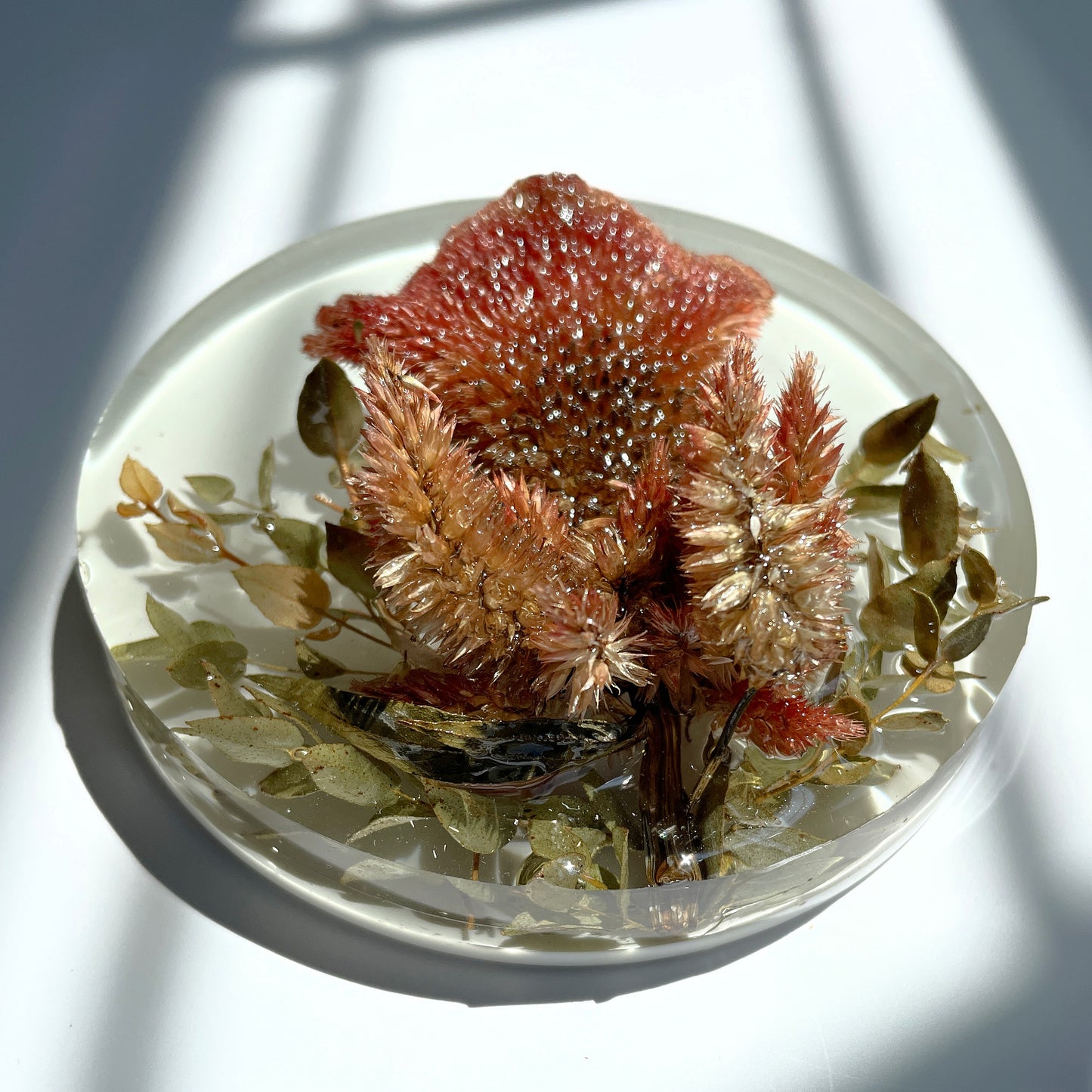 Celosia, Eucalyptus, White