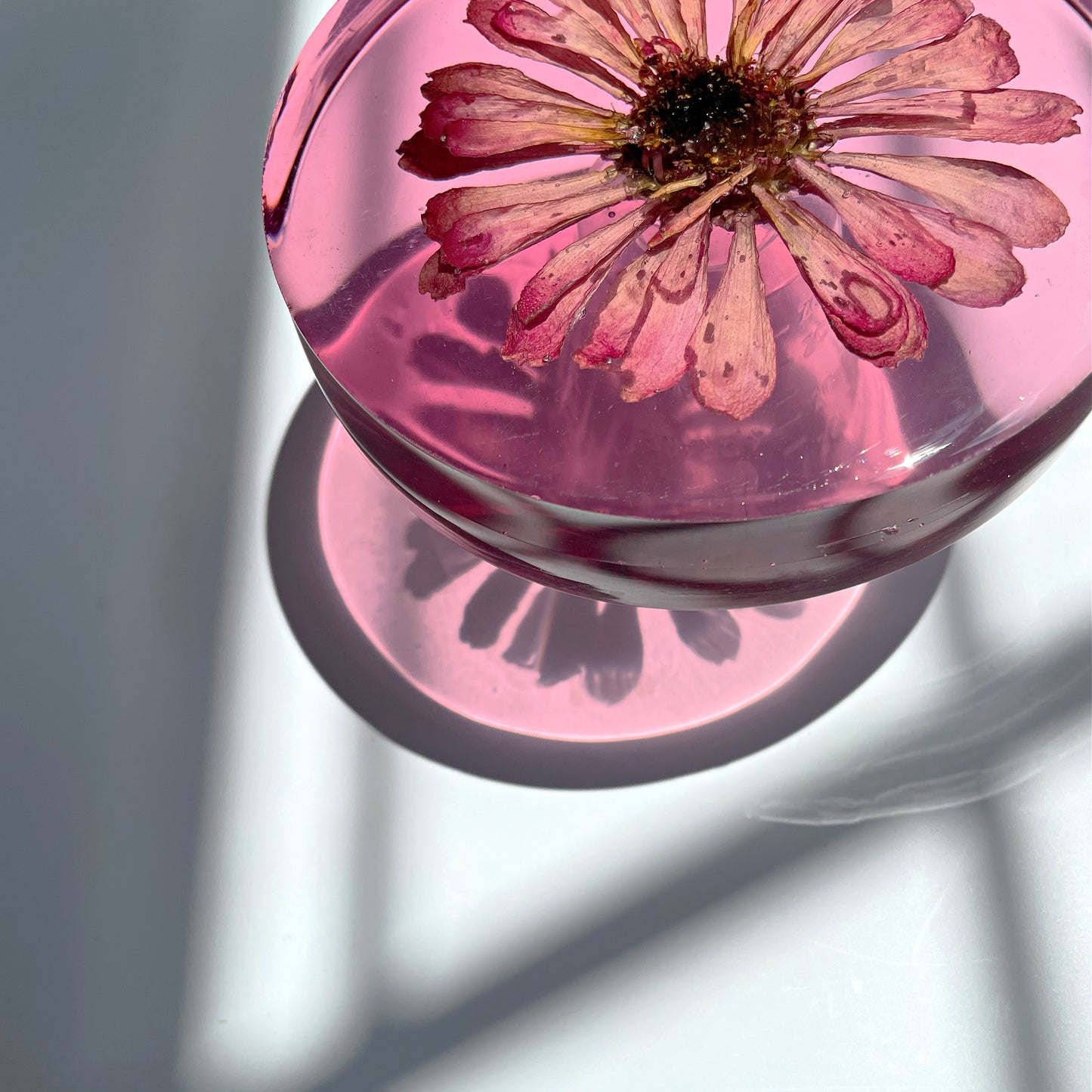 Pink Zinnia, Pink Background