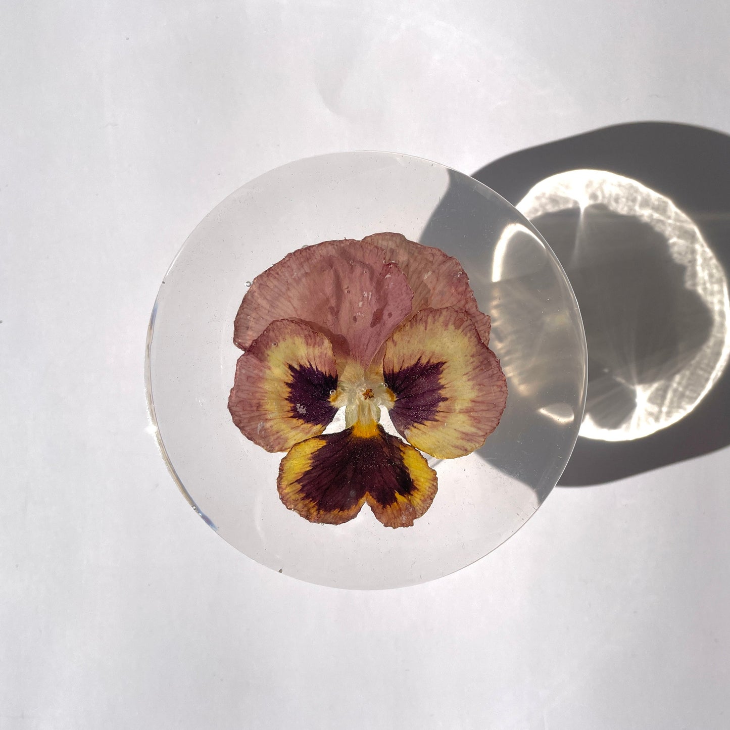 Coaster, Pansy, Clear