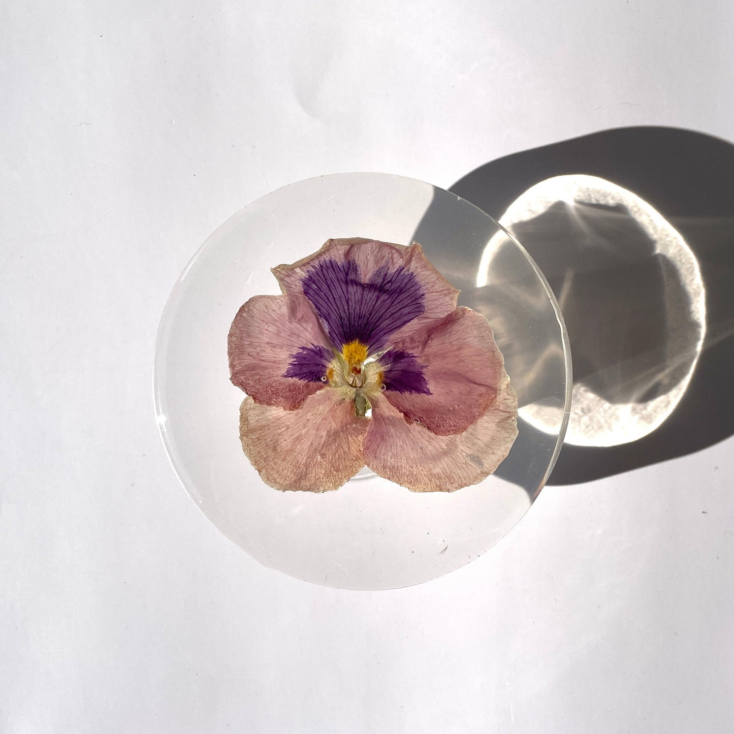 Coaster, Pansy, Clear