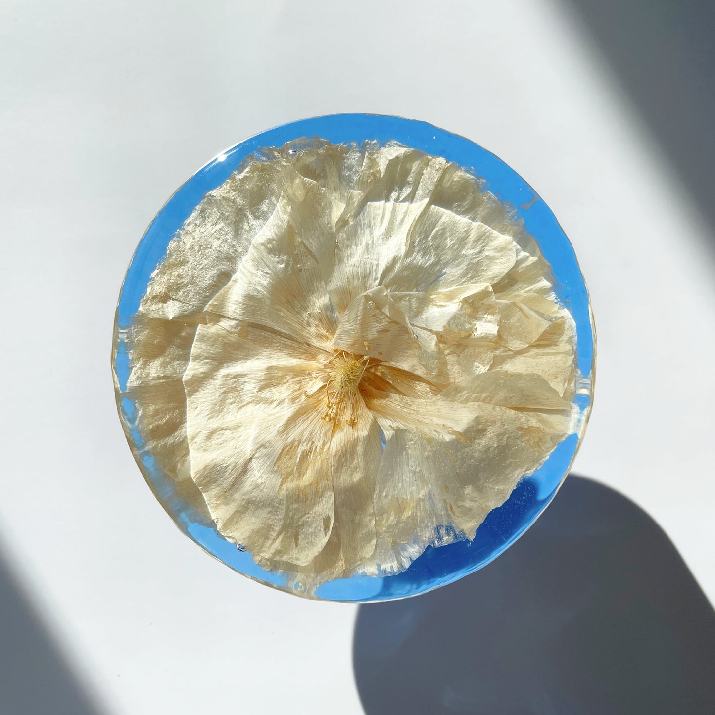 Coaster, White Ranunculus Creme, Vibrant Blue.