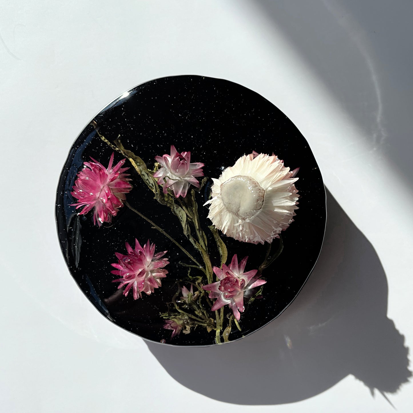 Strawflowers Pink and White, Black.