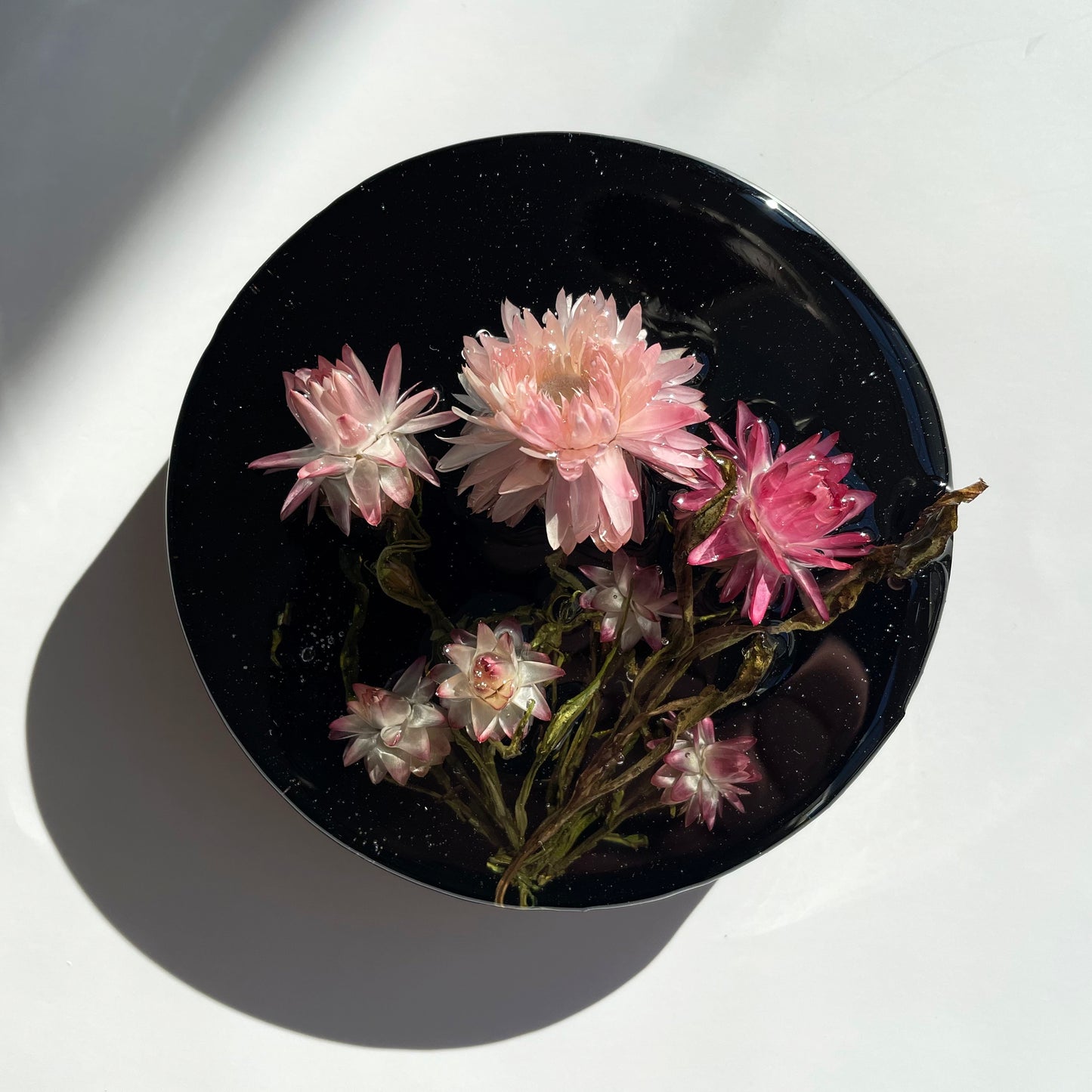 Strawflowers Pink and Light Pink, Black.