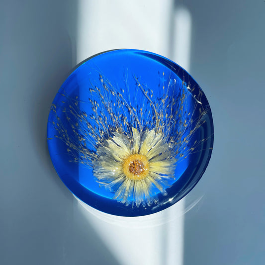 Sunflower, Frosted Explosion