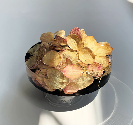 Hydrangea, Black