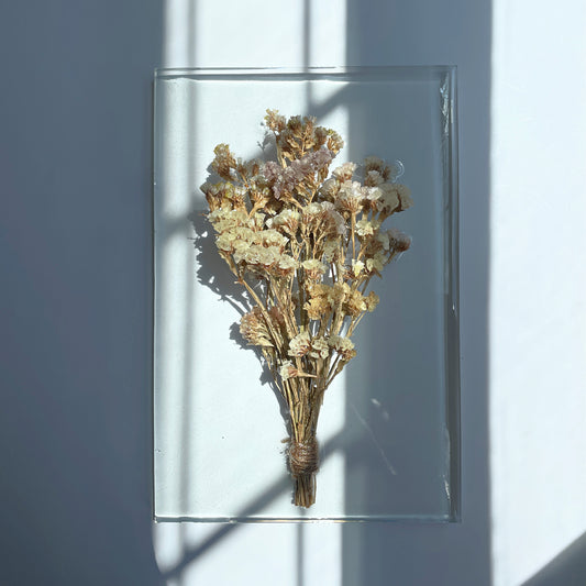 Statice Mix, Transparent