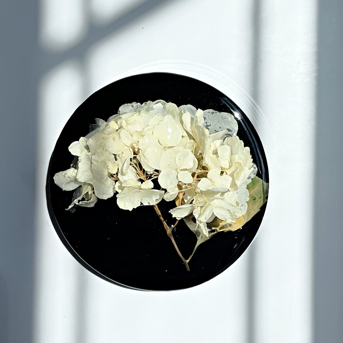 Hydrangea, Black