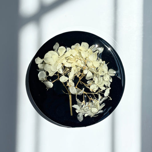 Hydrangea, Black