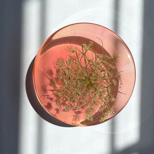 Ammi Dara White, Orange See Through