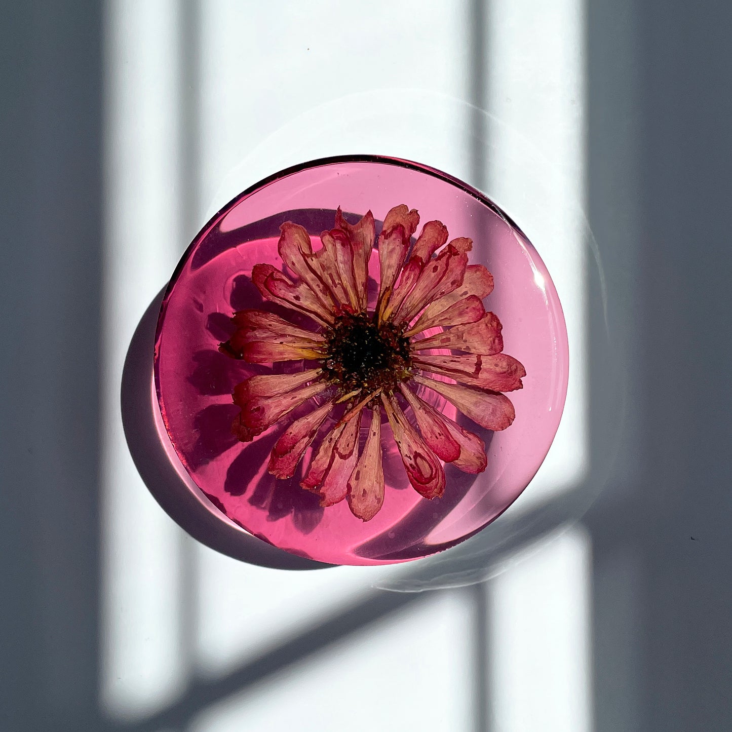 Pink Zinnia, Pink Background