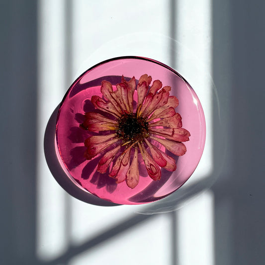 Pink Zinnia, Pink Background