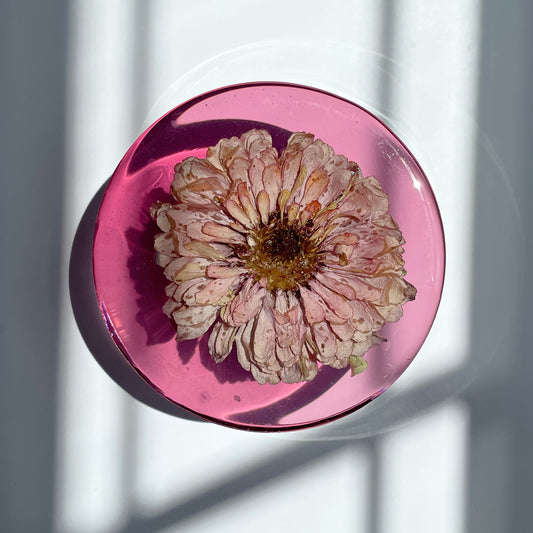 Pink Zinnia, Pink Background
