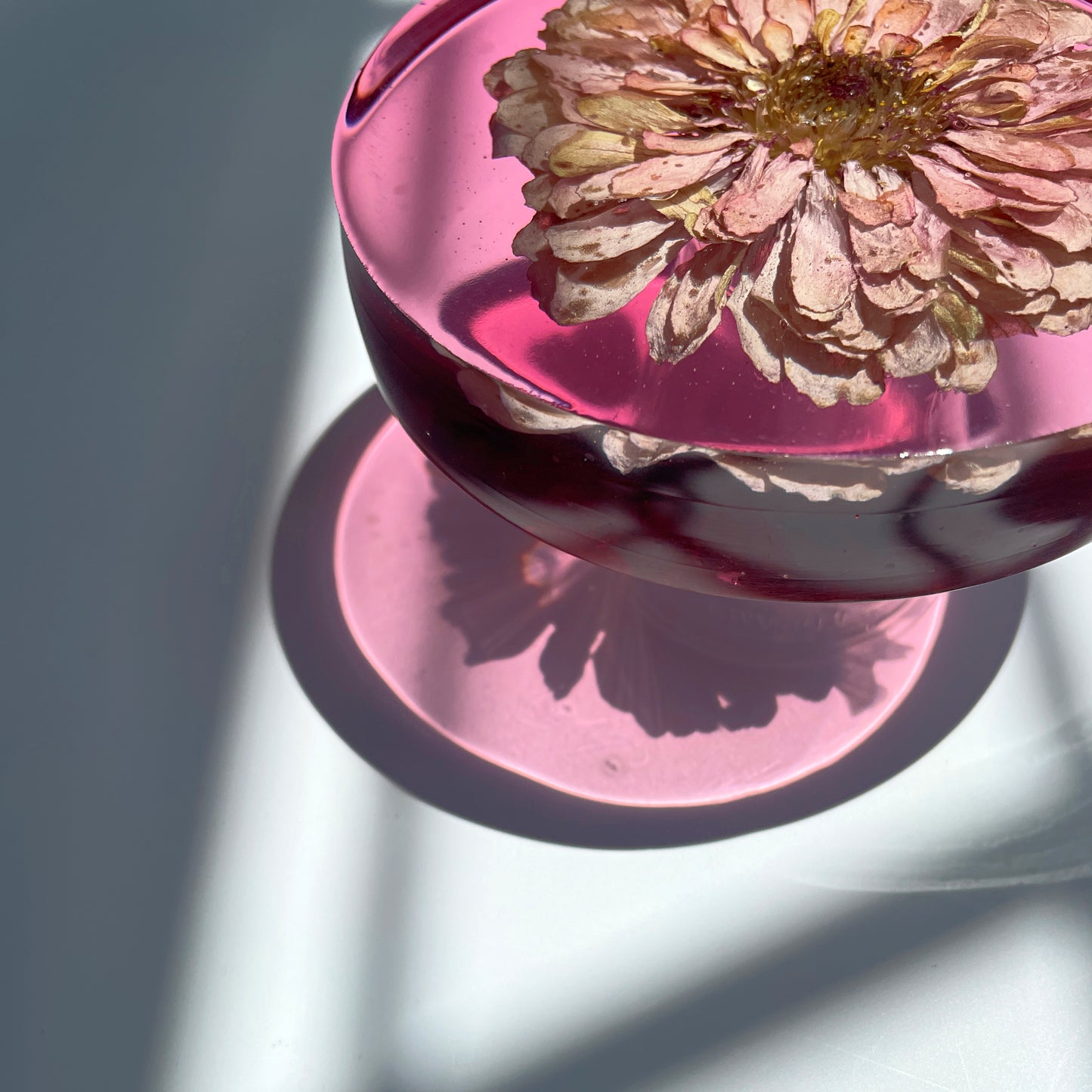Pink Zinnia, Pink Background