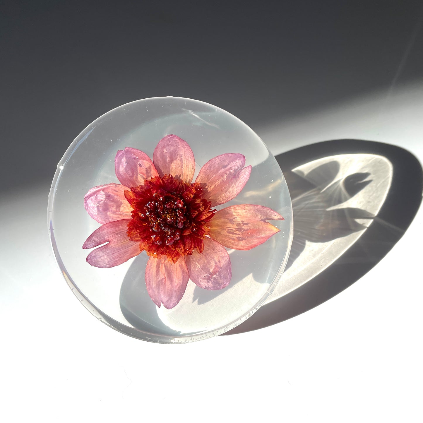 Dahlia Totally Tangerine, Milky Translucent White