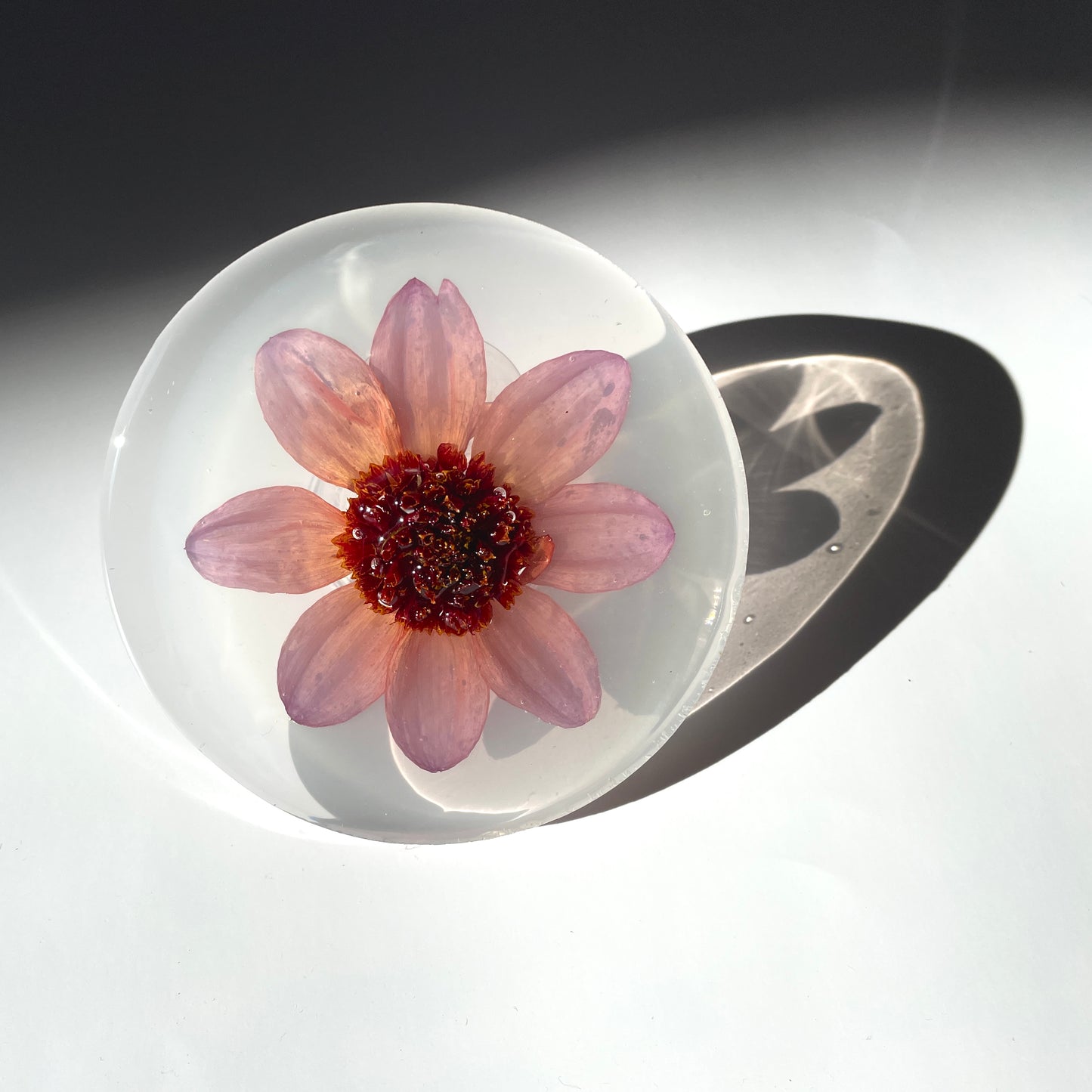 Dahlia Totally Tangerine, Milky Translucent White