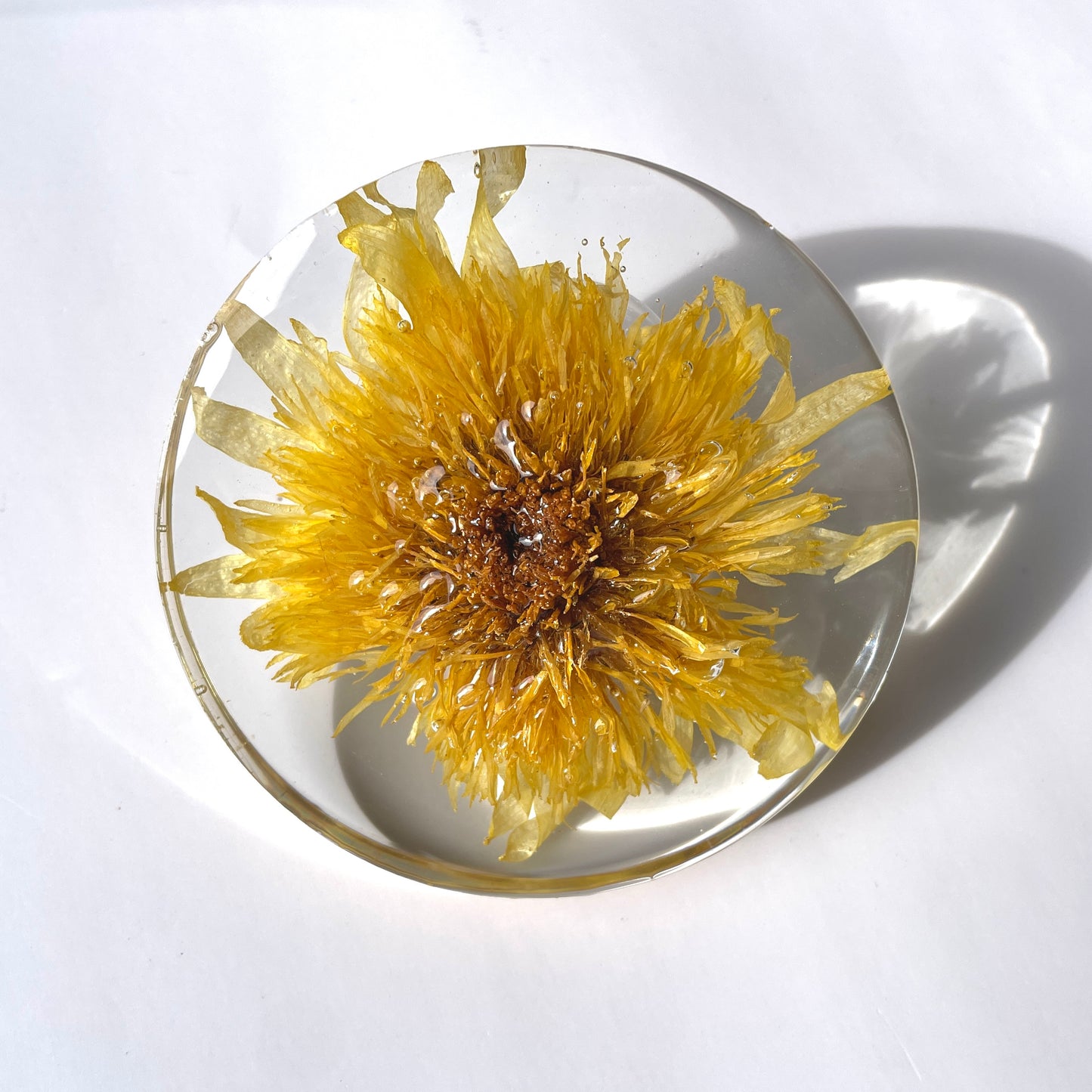Sunflower, Clear