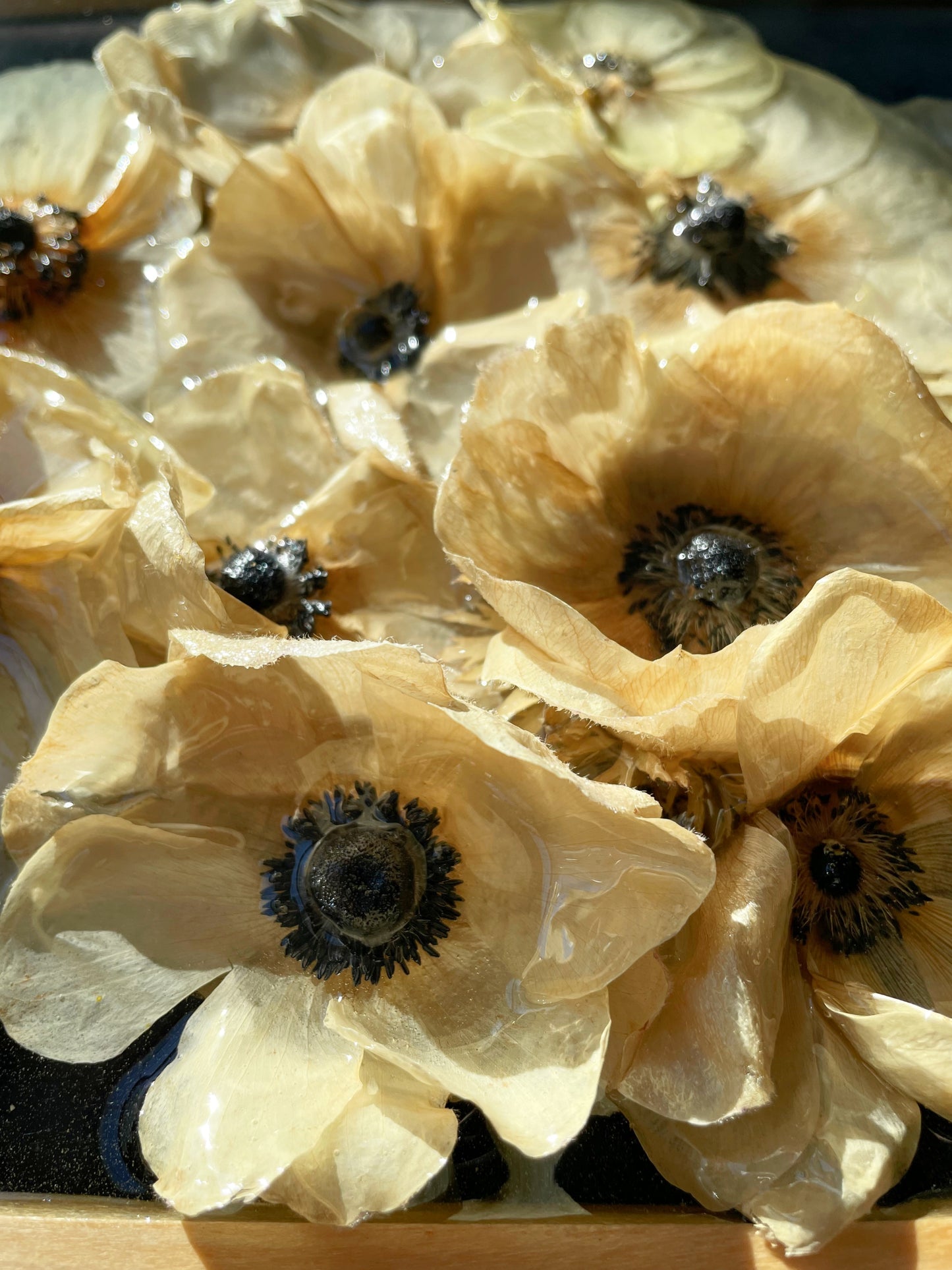 White Anemones, Dark Blue Streaks.