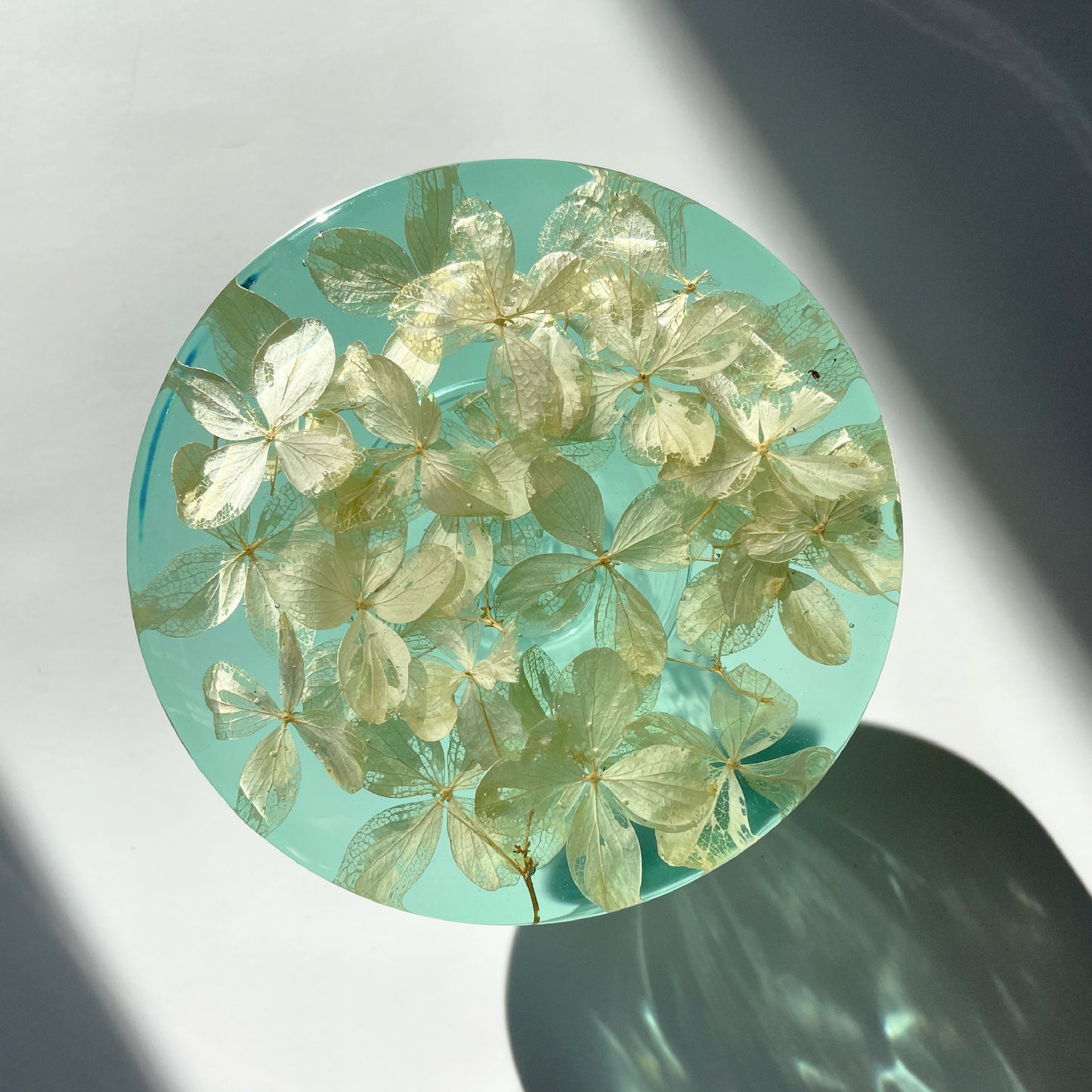 Coaster, White Hydrangea, Green.